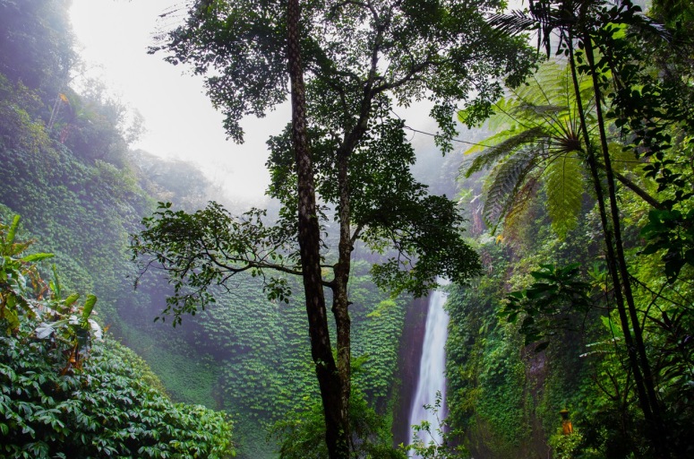 nature-forest-waterfall-jungle.jpg